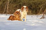 CAVALIER KING CHARLES 451